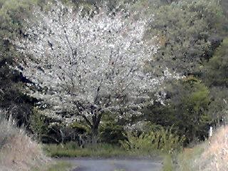 �~�q�̓��L