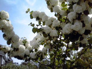 �~�q�̓��L