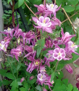 �~�q�̓��L