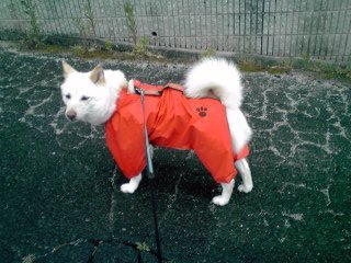 �~�q�̓��L