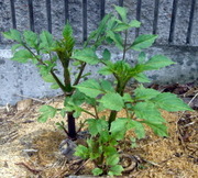 �~�q�̓��L