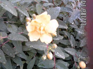 �~�q�̓��L