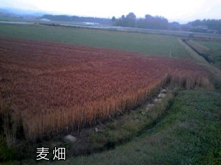 �~�q�̓��L