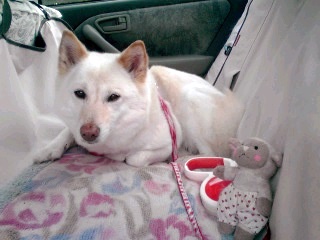 �~�q�̓��L