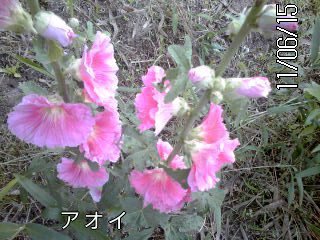 �~�q�̓��L