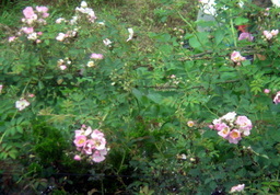 �~�q�̓��L