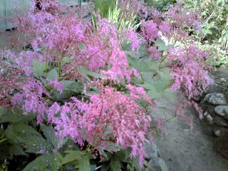 �~�q�̓��L