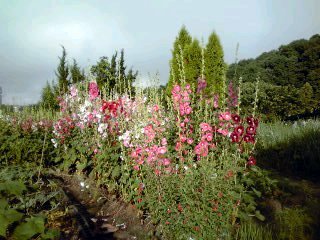 �~�q�̓��L