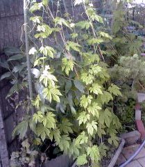 �~�q�̓��L