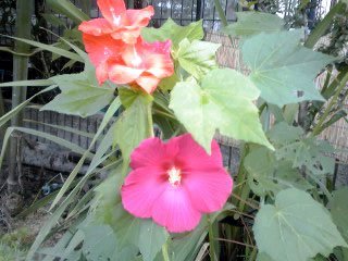 �~�q�̓��L