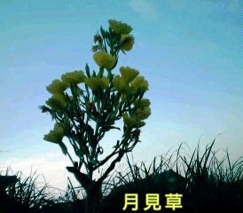 �~�q�̓��L