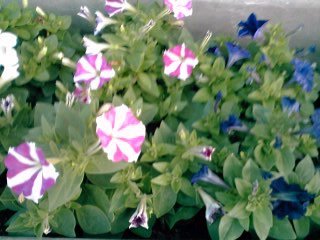 �~�q�̓��L