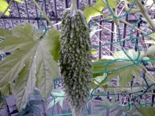 �~�q�̓��L