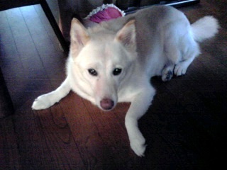 �~�q�̓��L