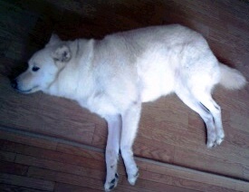 �~�q�̓��L