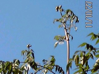 �~�q�̓��L