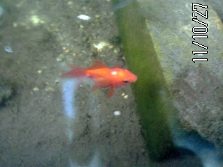 �~�q�̓��L