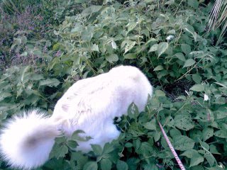 �~�q�̓��L