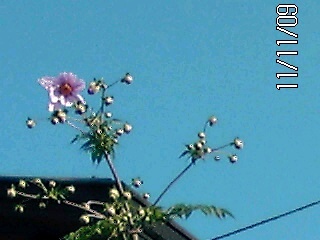 �~�q�̓��L