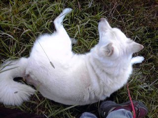 �~�q�̓��L