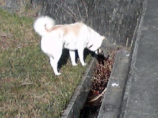 �~�q�̓��L