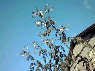 �~�q�̓��L