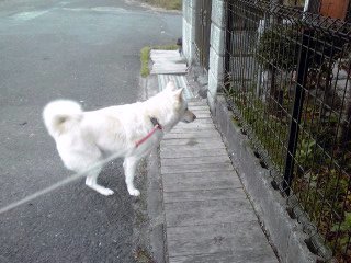 �~�q�̓��L