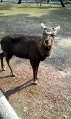 �~�q�̓��L