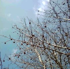 �~�q�̓��L