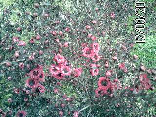 �~�q�̓��L