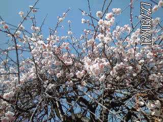 �~�q�̓��L