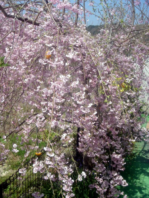 �~�q�̓��L