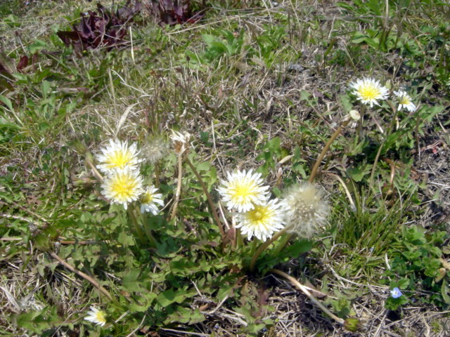 �~�q�̓��L