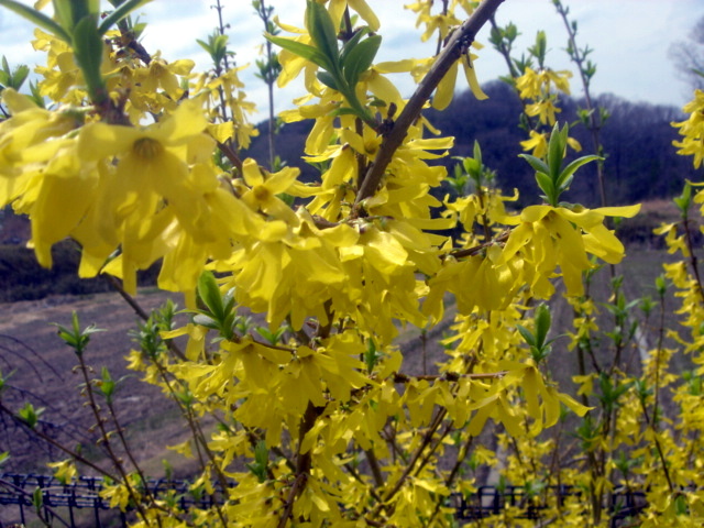 �~�q�̓��L