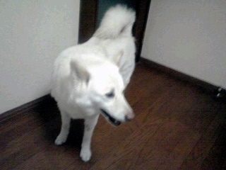 �~�q�̓��L