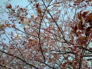 �~�q�̓��L