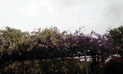 �~�q�̓��L