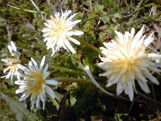 �~�q�̓��L