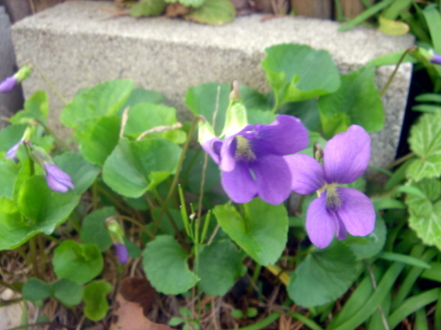 �~�q�̓��L