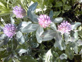 �~�q�̓��L