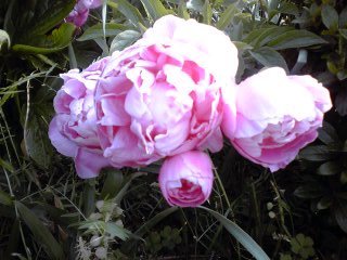 �~�q�̓��L