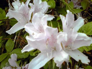 �~�q�̓��L