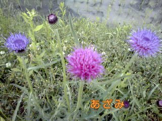 �~�q�̓��L