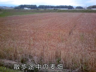 �~�q�̓��L