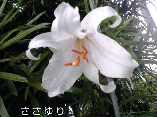 �~�q�̓��L