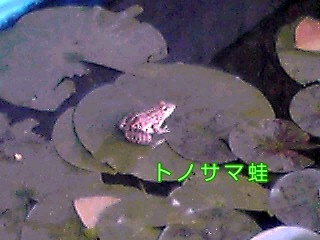 �~�q�̓��L