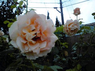 �~�q�̓��L