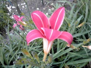 �~�q�̓��L