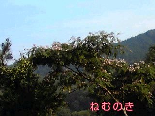 �~�q�̓��L