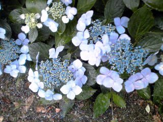 �~�q�̓��L